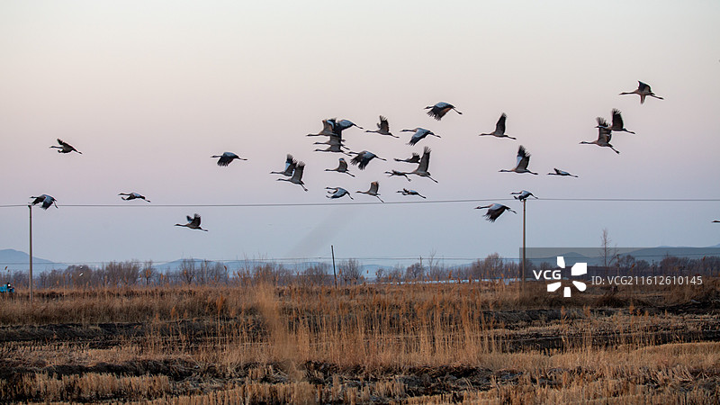 锦州灰鹤图片素材