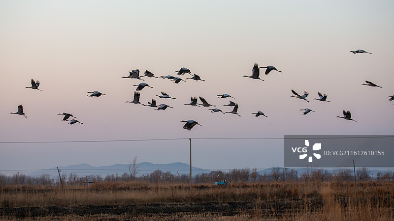 锦州灰鹤图片素材