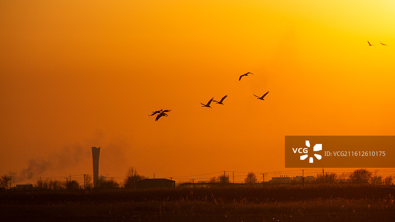 锦州灰鹤图片素材