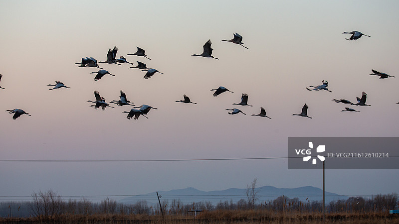 锦州灰鹤图片素材