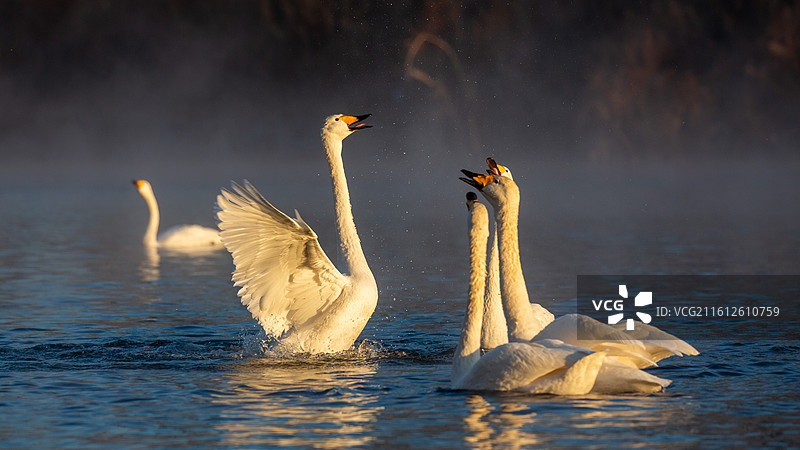 辽宁北票鹭淞岛天鹅图片素材