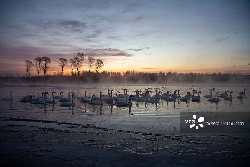 辽宁北票杨柳湾雾凇天鹅图片素材
