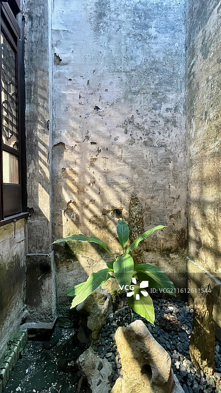 传统民宅天井的植物图片素材