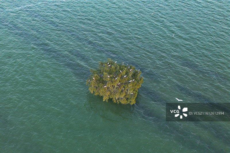 小鸟天堂 01图片素材