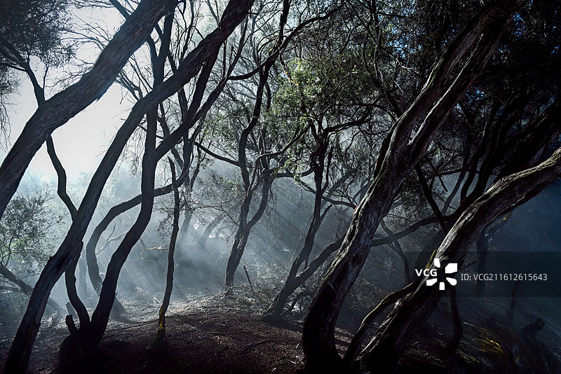 迷雾森林中穿透树林的神秘光束图片素材