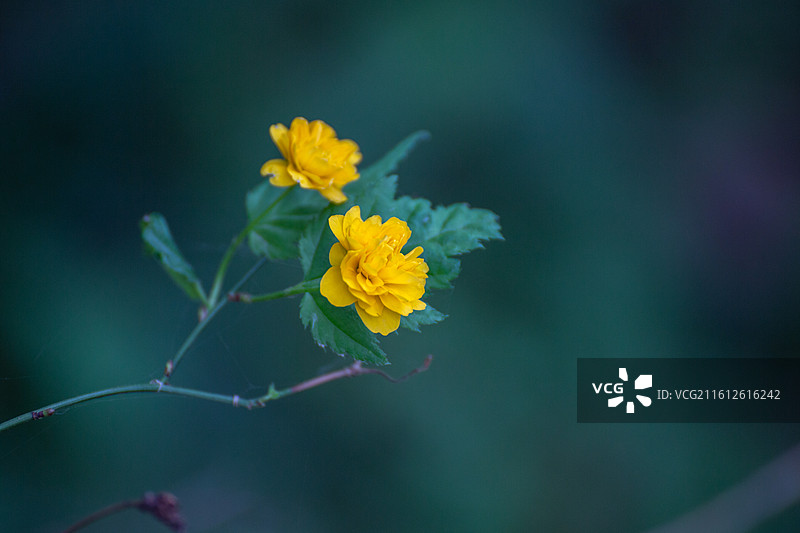 重瓣棣棠花暗调特写图片素材