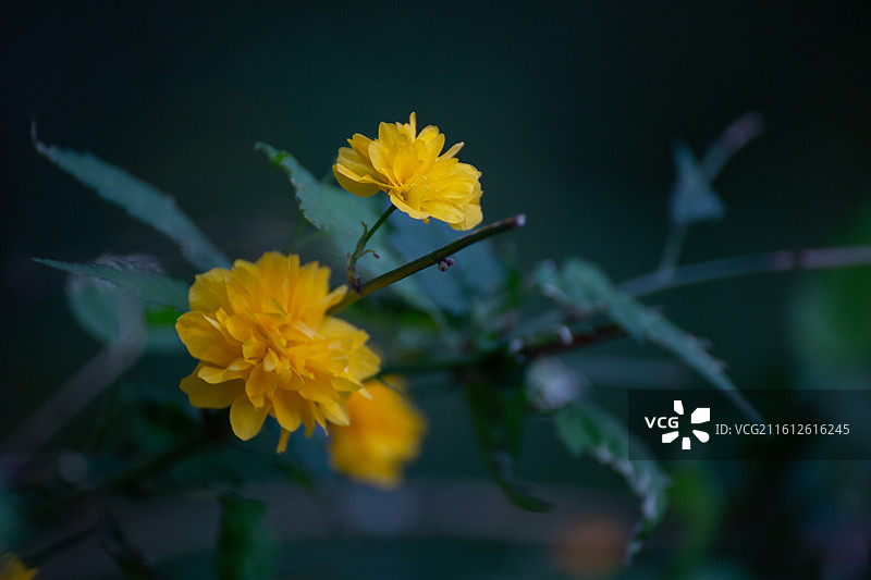 重瓣棣棠花暗调特写图片素材