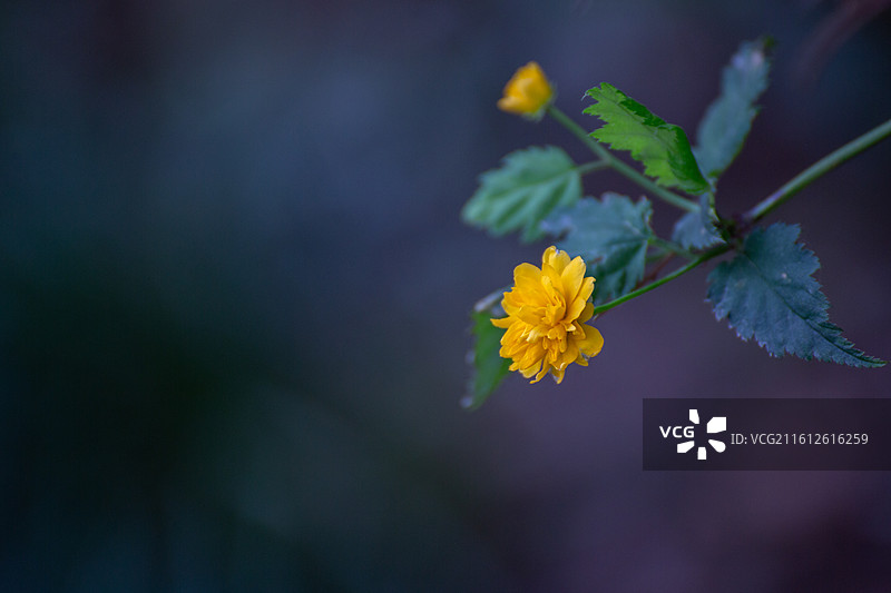 重瓣棣棠花暗调特写图片素材