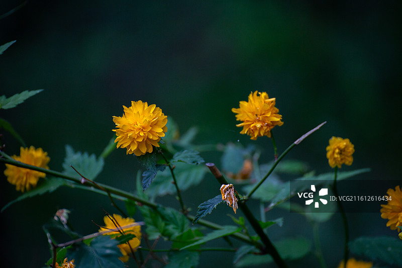 重瓣棣棠花暗调特写图片素材