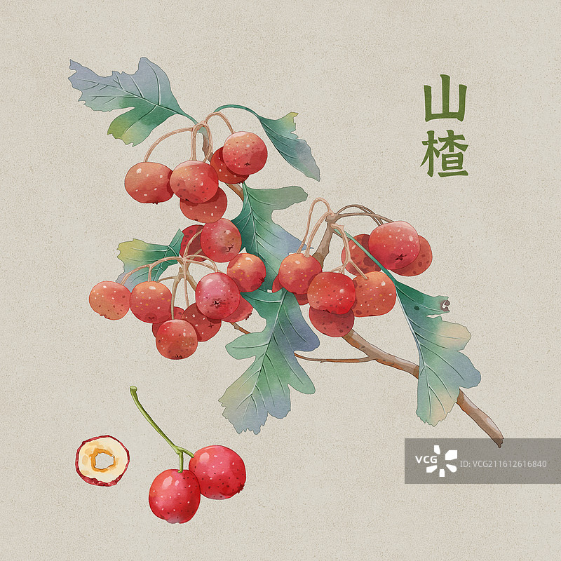 山楂文字版中草药中医插画图片素材