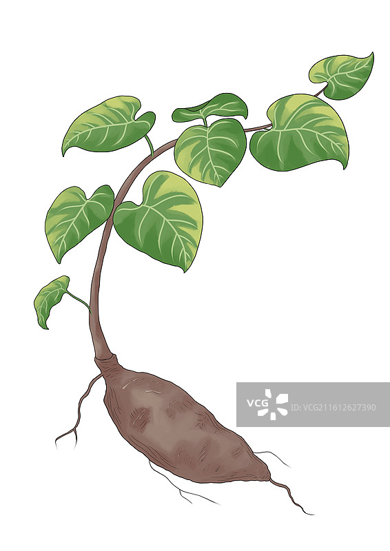 何首乌图片素材