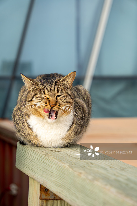 打哈欠的猫咪图片素材