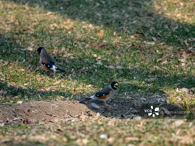 黑尾蜡嘴雀在草地上觅食图片素材