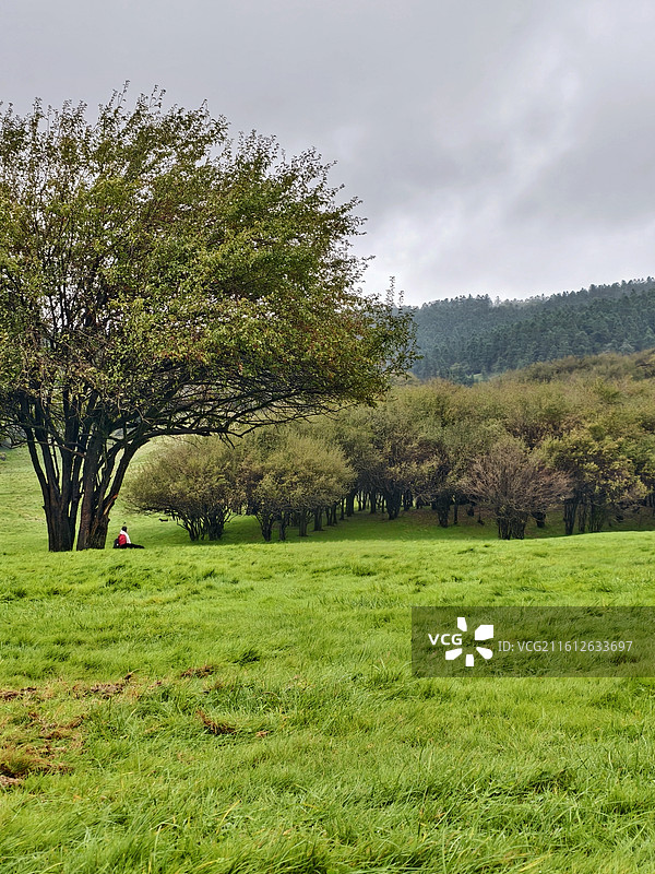 重庆仙女山国家森林公园风光图片素材