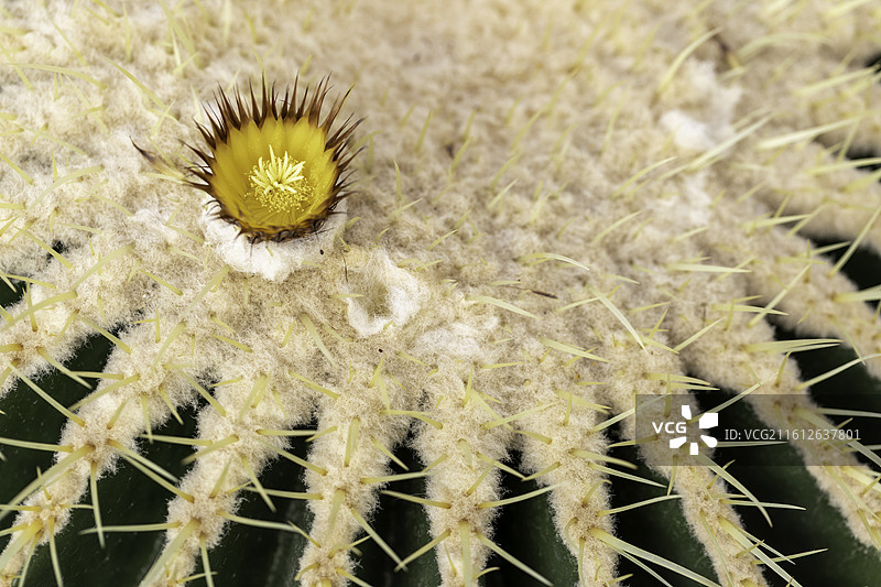 开花的仙人球图片素材