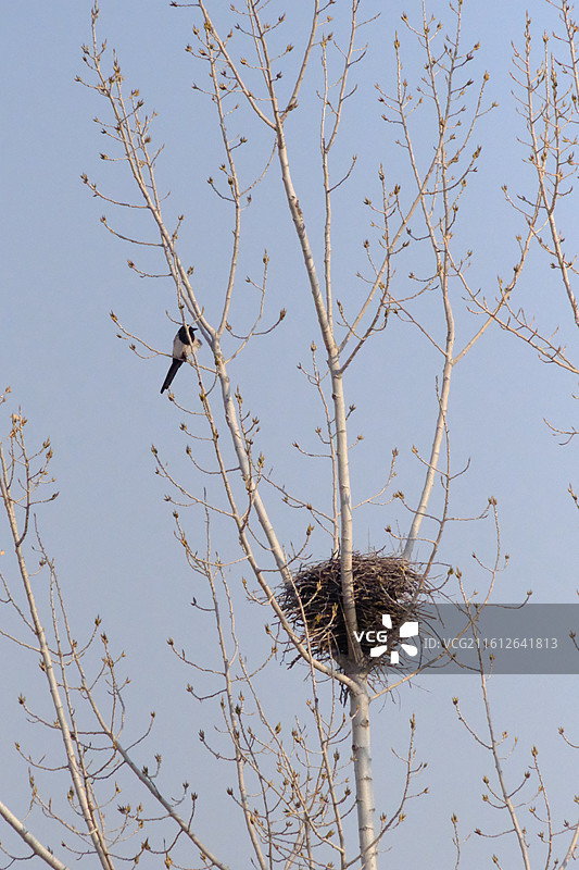 北方冬天蓝色天空秃树鸟窝和喜鹊.风景背景图壁纸图片素材
