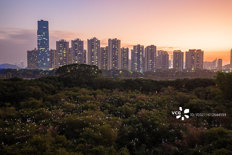 佛山市顺德区大良云鹭片区、云鹭湿地公园、鹭鸟天堂、顺德鹭鸟园、大良东区新城、大良东区图片素材