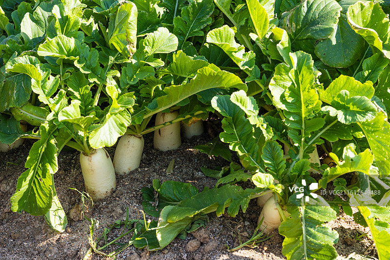 菜园新鲜白萝卜图片素材