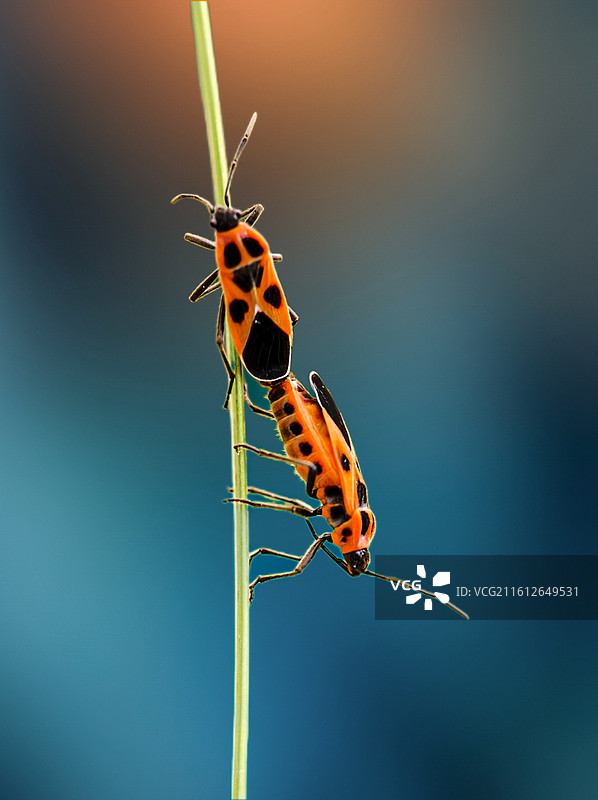 昆虫界面的条纹二人转图片素材