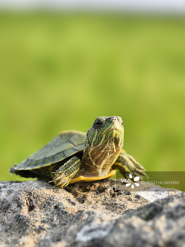 石头上的巴西龟图片素材