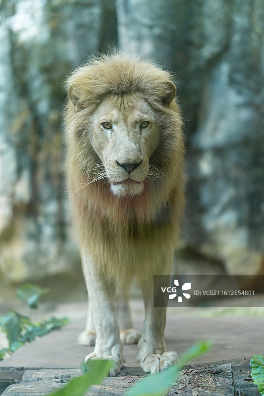 白雄狮的证件照图片素材