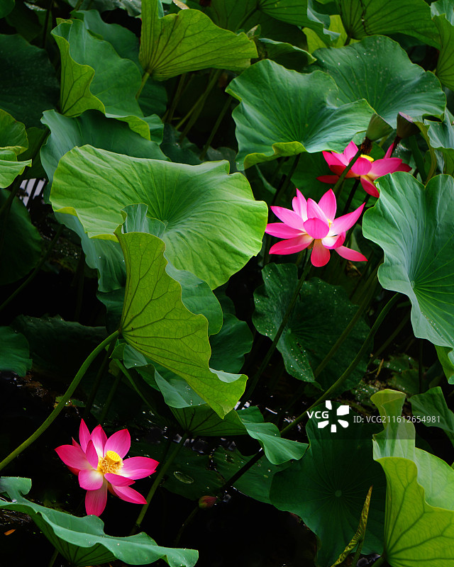 昆明翠湖公园  - 夏之美 共享图片素材