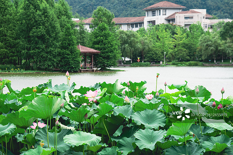 浙农林的夏图片素材