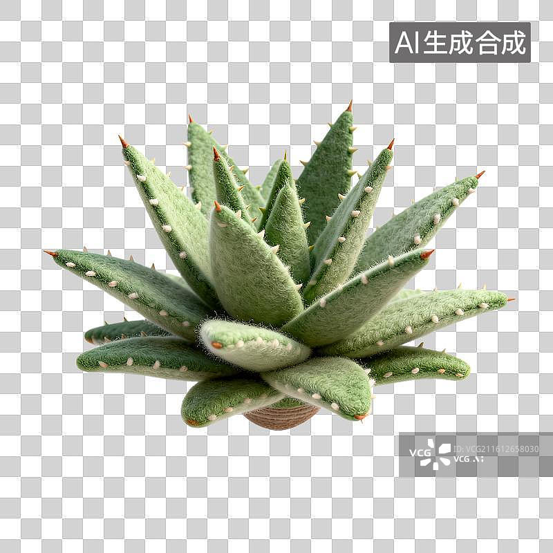 【AI数字艺术】带绒毛芦荟肉质植物图片素材