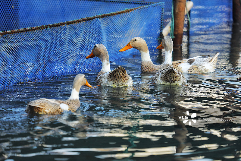 苏州白塘生态公园的鸭子图片素材