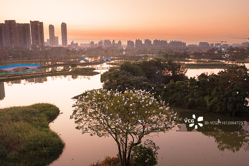 佛山市顺德区大良云鹭片区、云鹭湿地公园、鹭鸟天堂、顺德鹭鸟园、大良东区新城、大良东区图片素材