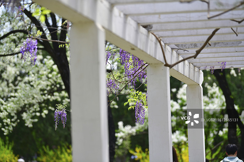 北京：天坛花海图片素材