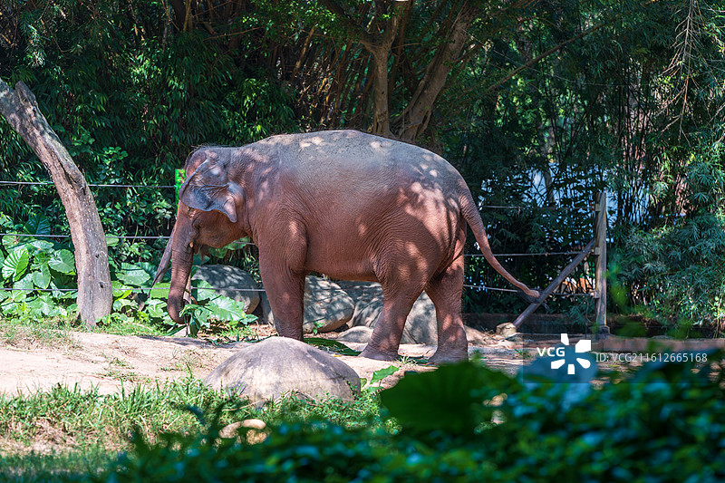 非洲大象站在森林里的肖像图片素材