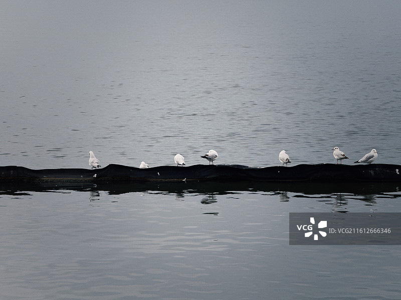 洱海小普陀海鸥图片素材