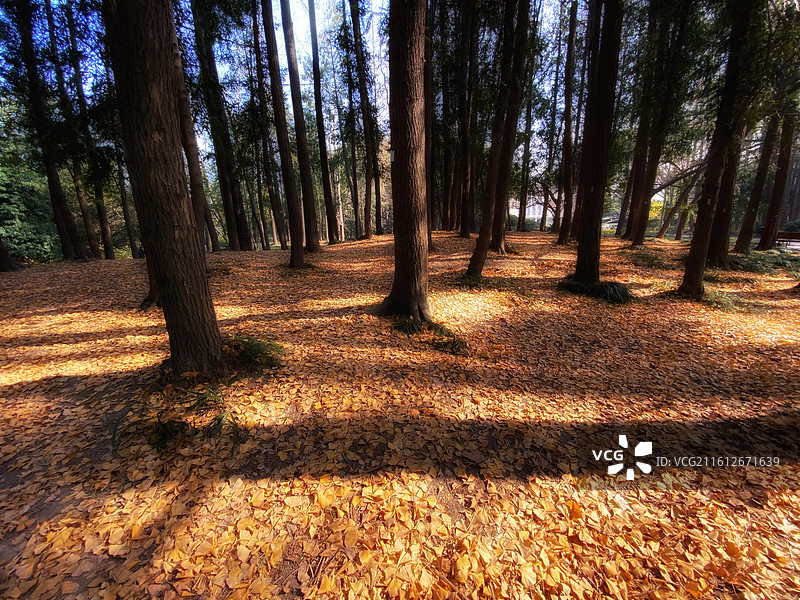 粗榧树森林图片素材