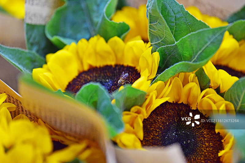 斗南花市的向日葵图片素材