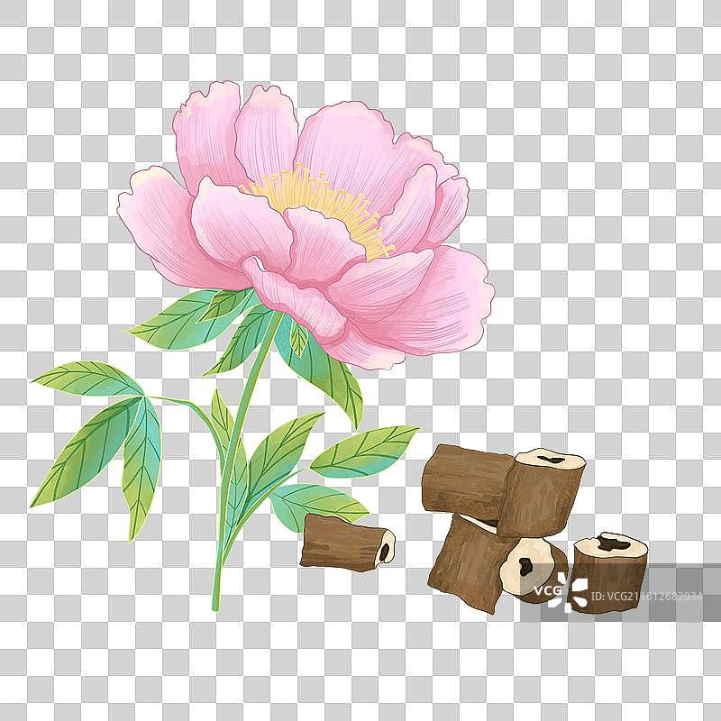 中草药牡丹皮手绘插画免抠元素图片素材