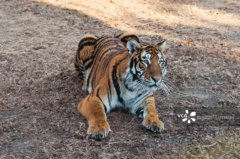 哈尔滨·东北虎林园图片素材