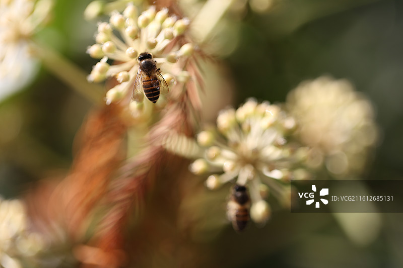 八角金盘上的蜜蜂图片素材
