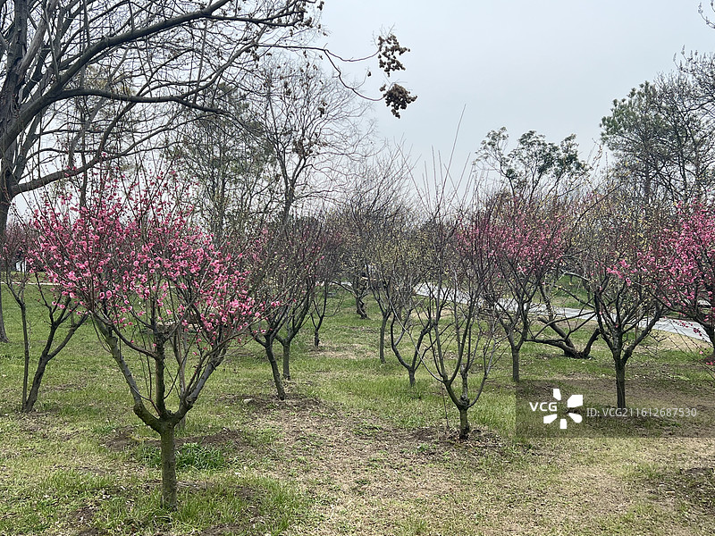 江南园林里各类的石山、流水、梅花图片素材