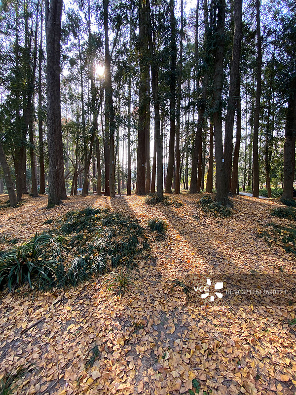 粗榧树森林图片素材