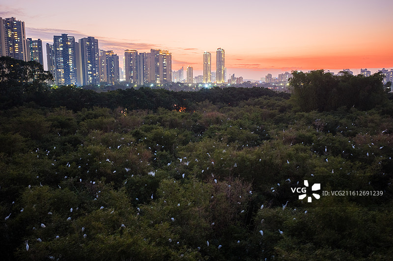 佛山市顺德区大良云鹭片区、云鹭湿地公园、鹭鸟天堂、顺德鹭鸟园、大良东区新城、大良东区图片素材