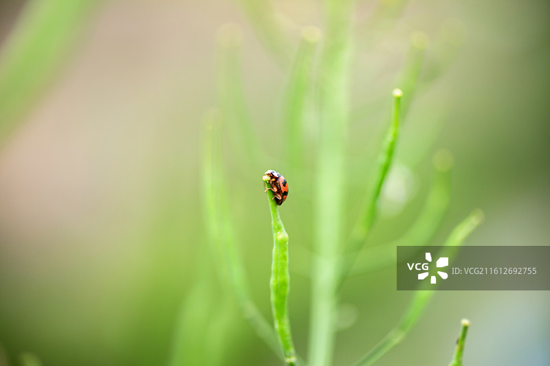 油菜花上的瓢虫特写镜头图片素材