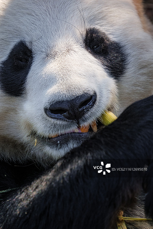 身体倍儿棒，吃嘛儿嘛儿香！图片素材