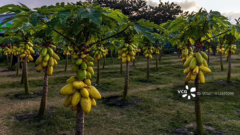 海南省琼海市大路镇湖仔二村世界热带水果之窗，热带水果示范区收集展示着680多种热带水果，定时烟花表演图片素材