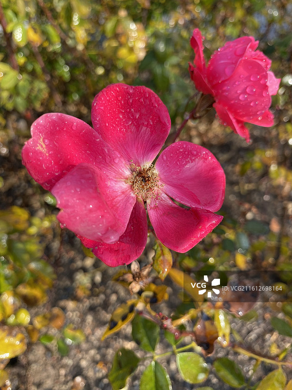 上海植物园冬天盛开的玫瑰花图片素材