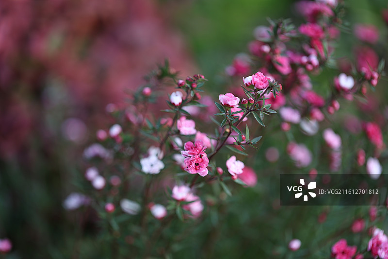 松红梅图片素材