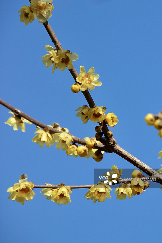 上海真如公园黄色腊梅花特写图片素材
