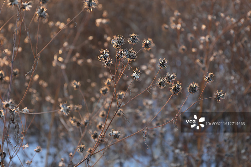 吉林市，温德游园，冬季，松花江，雪景，冰河，落日，夕阳植物，鬼针草，干枯的酸模，图片素材