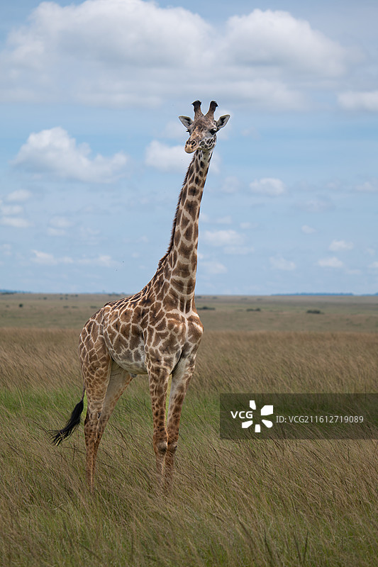 马赛马拉长颈鹿图片素材