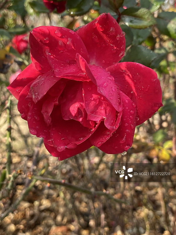 上海植物园冬天盛开的玫瑰花图片素材
